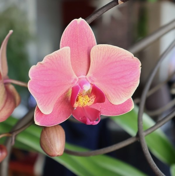 phalaenopsis